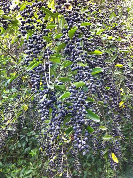 Photo of Ligustrum sinense - Ligustrum sinense fruit:Doug Beckers
