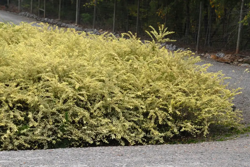 Photo of Ligustrum sinense - Ligustrum sinense 'Swift Creek' Form:Jim Robbins