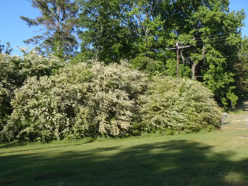 Photo of Ligustrum sinense - Weed Flower Form:Jim Robbins