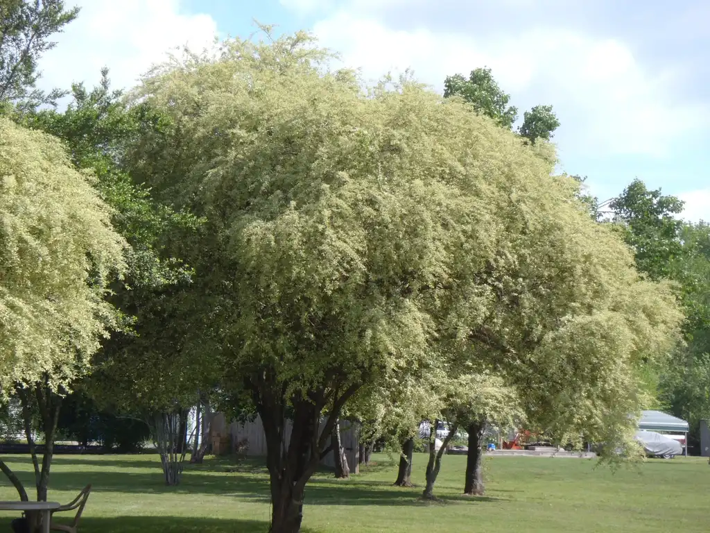 Photo of Ligustrum sinense - 'Variegatum' Form:Jim Robbins