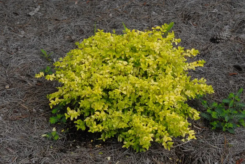 Photo of Ligustrum sinense - 'Sunshine' Form:Jim Robbins