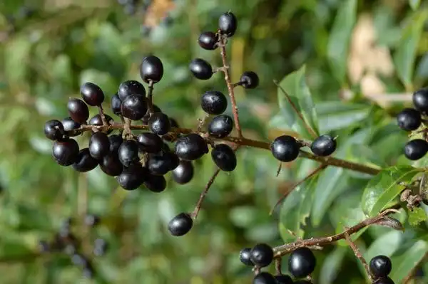 Foto de Ligustrum vulgare (Ligustrum vulgares)
