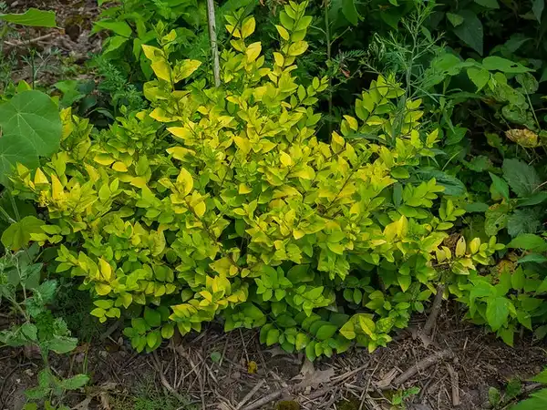 Foto de Ligustrum x vicaryi (Ligustrum x vicaryis)