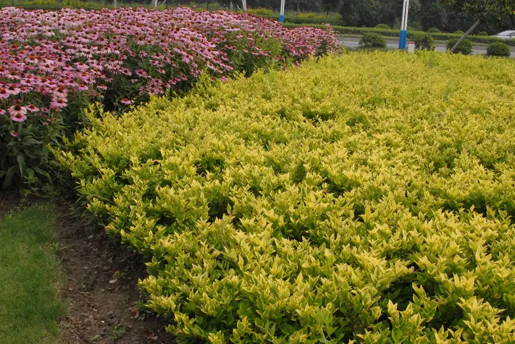 Foto de Ligustrum x vicaryi (Ligustrum x vicaryis)