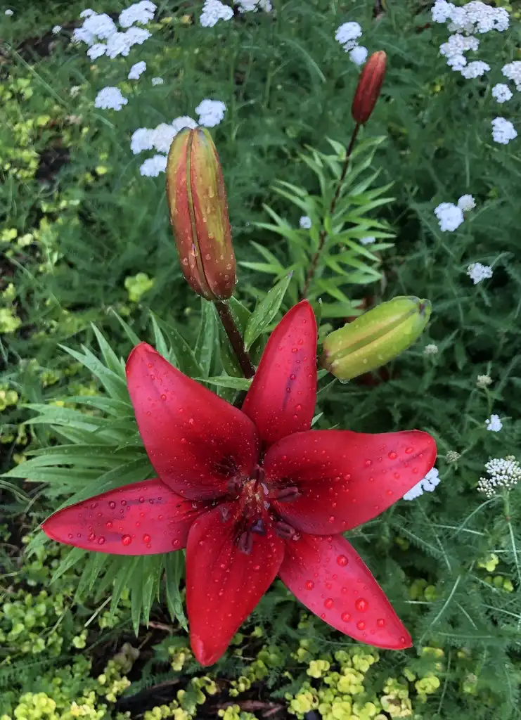 Фото Lilium - Asiatic hybrids (Lilium - Asiatic hybridss)