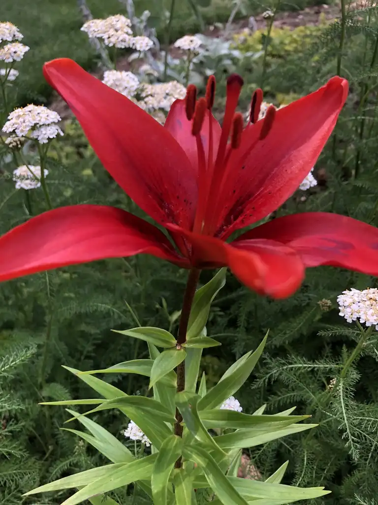 Фото Lilium - Asiatic hybrids (Lilium - Asiatic hybridss)
