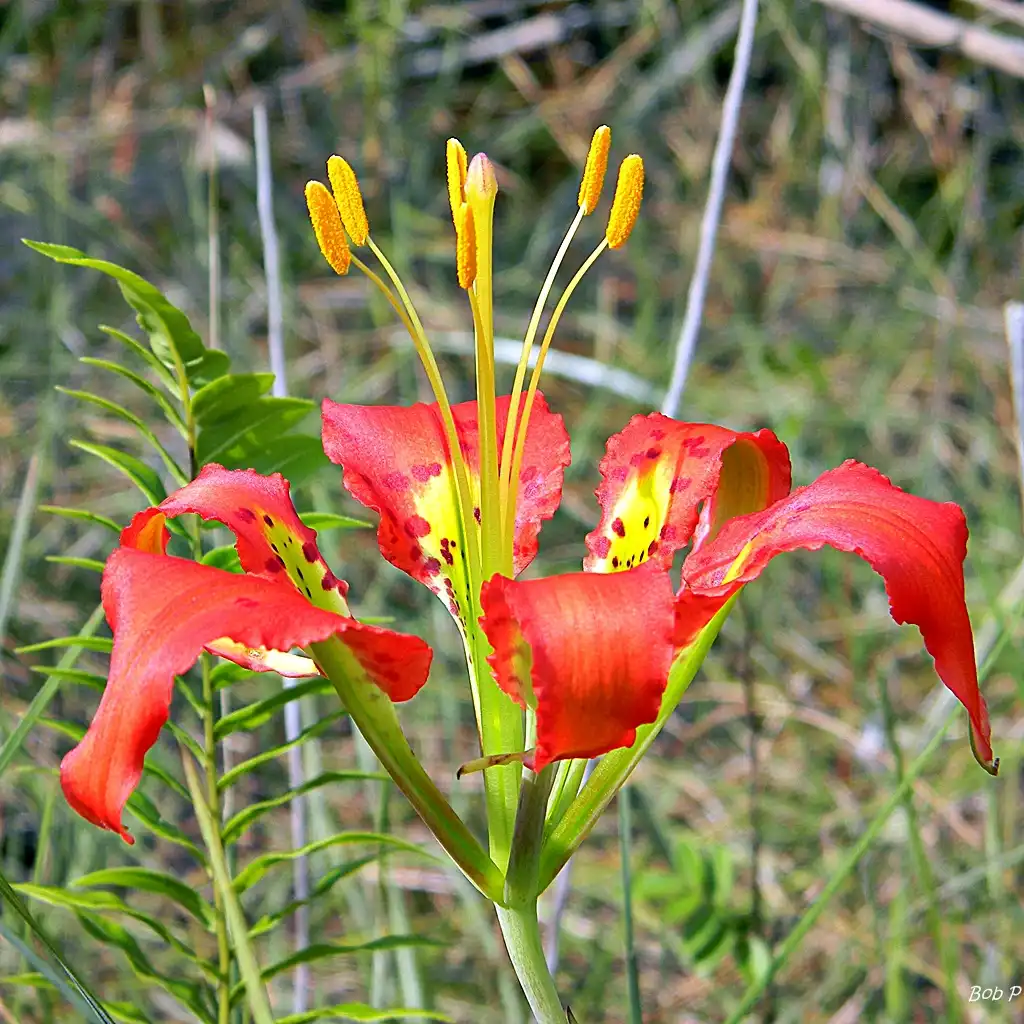Photo of Lilium catesbaei (Lilium catesbaeis)