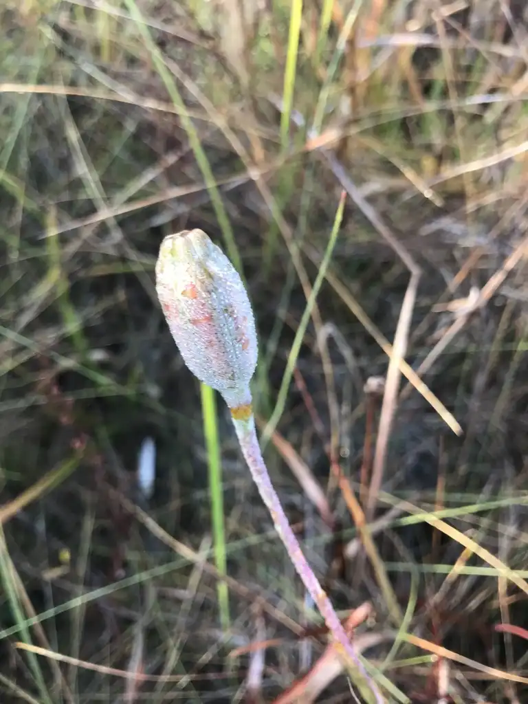 Photo of Lilium catesbaei (Lilium catesbaeis)