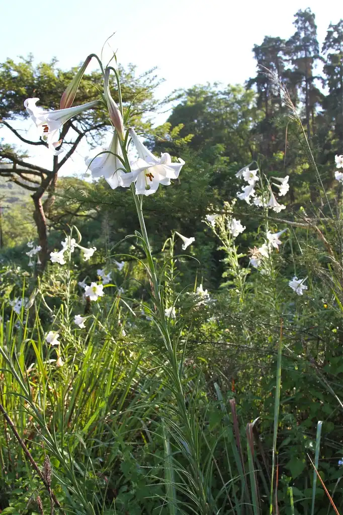 Фото Lilium formosanum (Lilium formosanums)