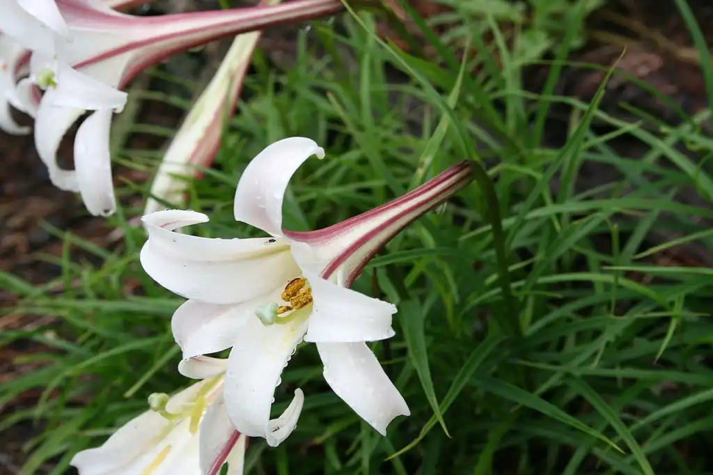Фото Lilium formosanum (Lilium formosanums)