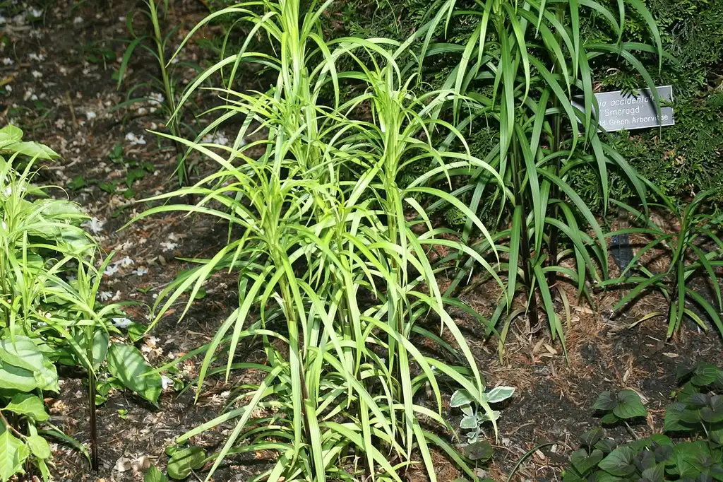 Фото Lilium formosanum - Form and leaves:David J. Stang