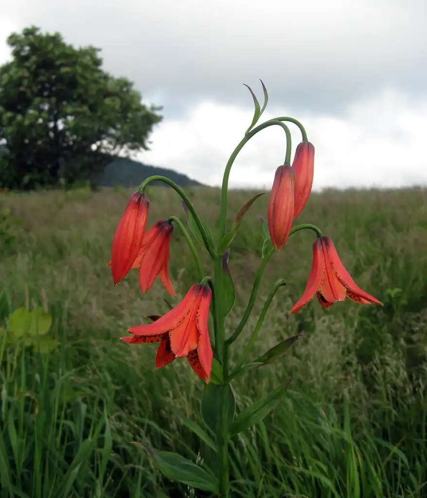 Photo of Lilium grayi (Lilium grayis)
