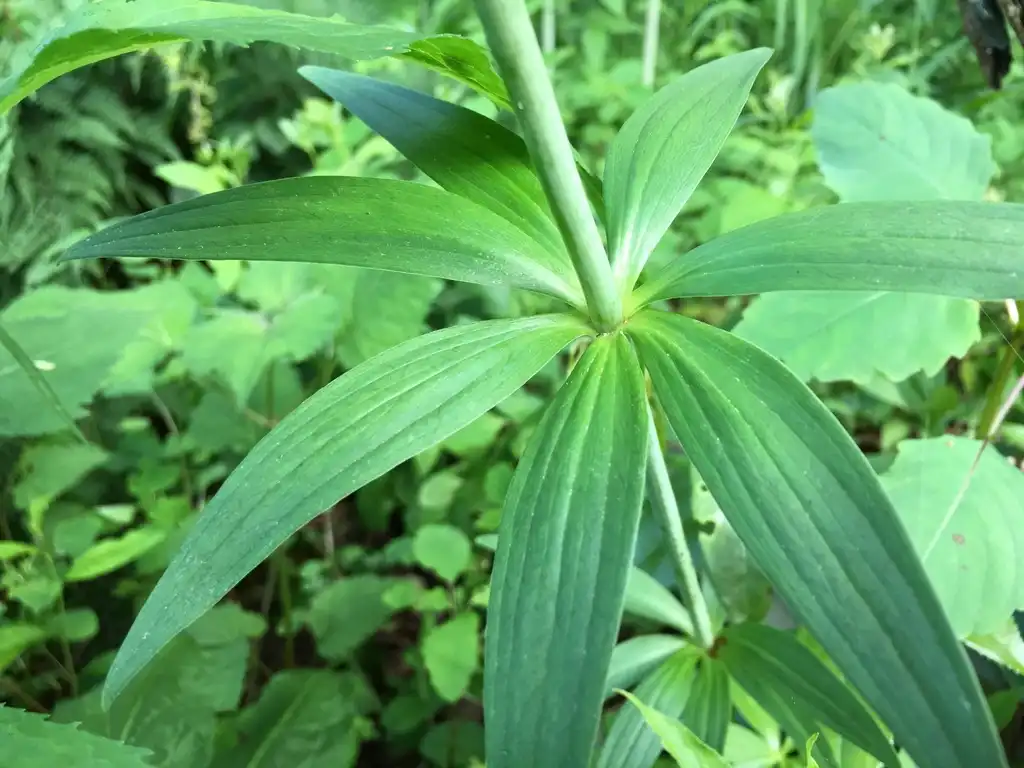 Photo of Lilium grayi (Lilium grayis)