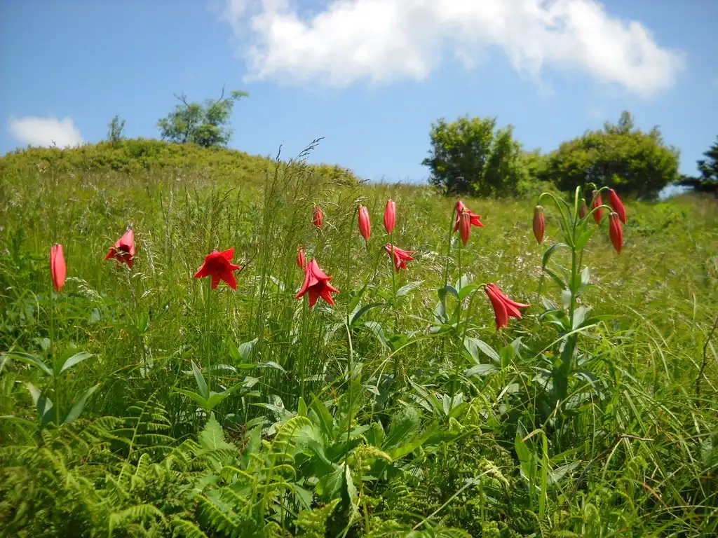 Photo of Lilium grayi - Native habitat:Denise Williams