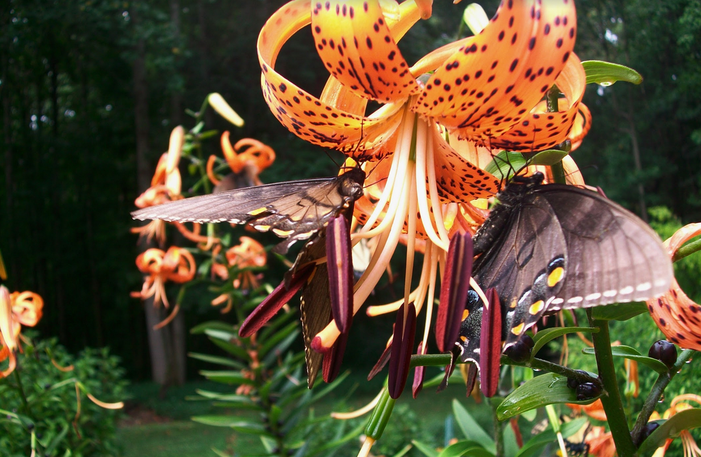 Foto de Lilium lancifolium (Lilium lancifoliums)