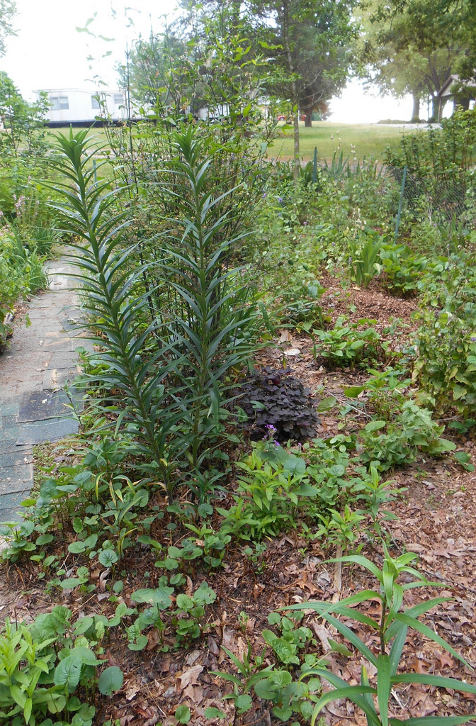 Foto de Lilium lancifolium (Lilium lancifoliums)
