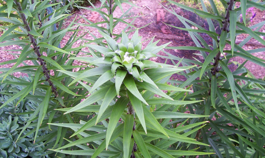 Foto de Lilium lancifolium - Flower stalk (Iredell County,NC)-Early Summer:Andrea Laine