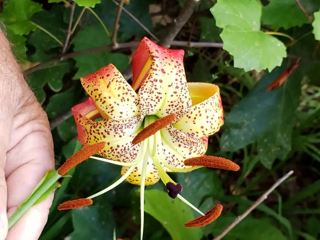 Photo of Lilium michauxii (Lilium michauxiis)