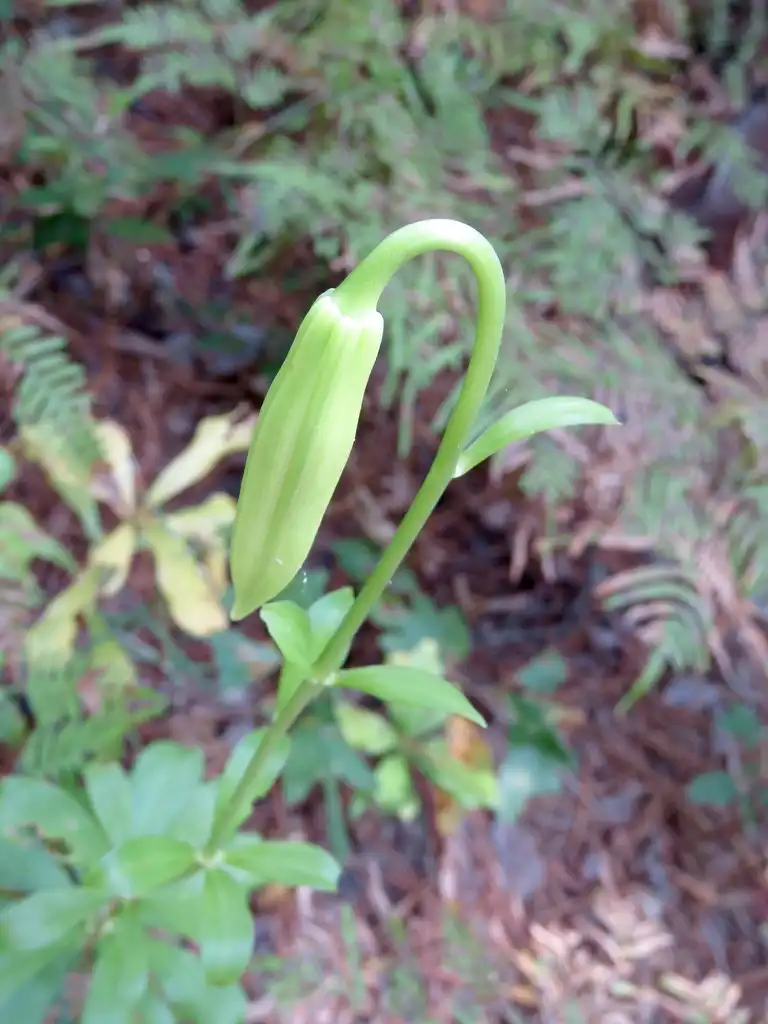 Photo of Lilium michauxii (Lilium michauxiis)