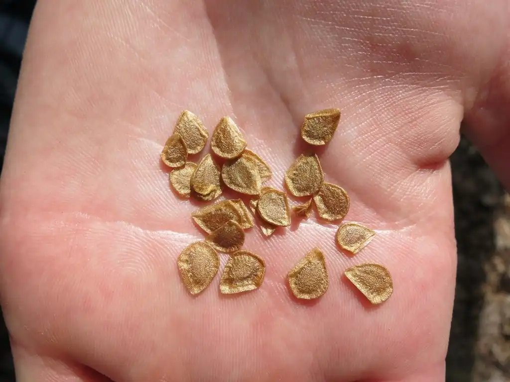 Photo of Lilium michauxii - Seeds:Evan Raskin