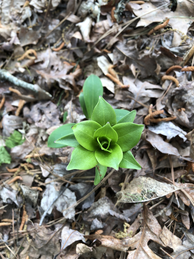 Photo of Lilium michauxii - Whorled leaves (Durham County,NC)-Mid Spring:Andrea Laine