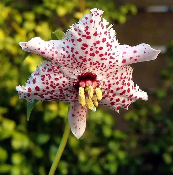 Фото Lilium pardanthinum (Lilium pardanthinums)