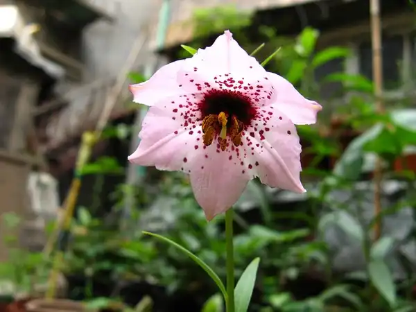 Фото Lilium pardanthinum (Lilium pardanthinums)