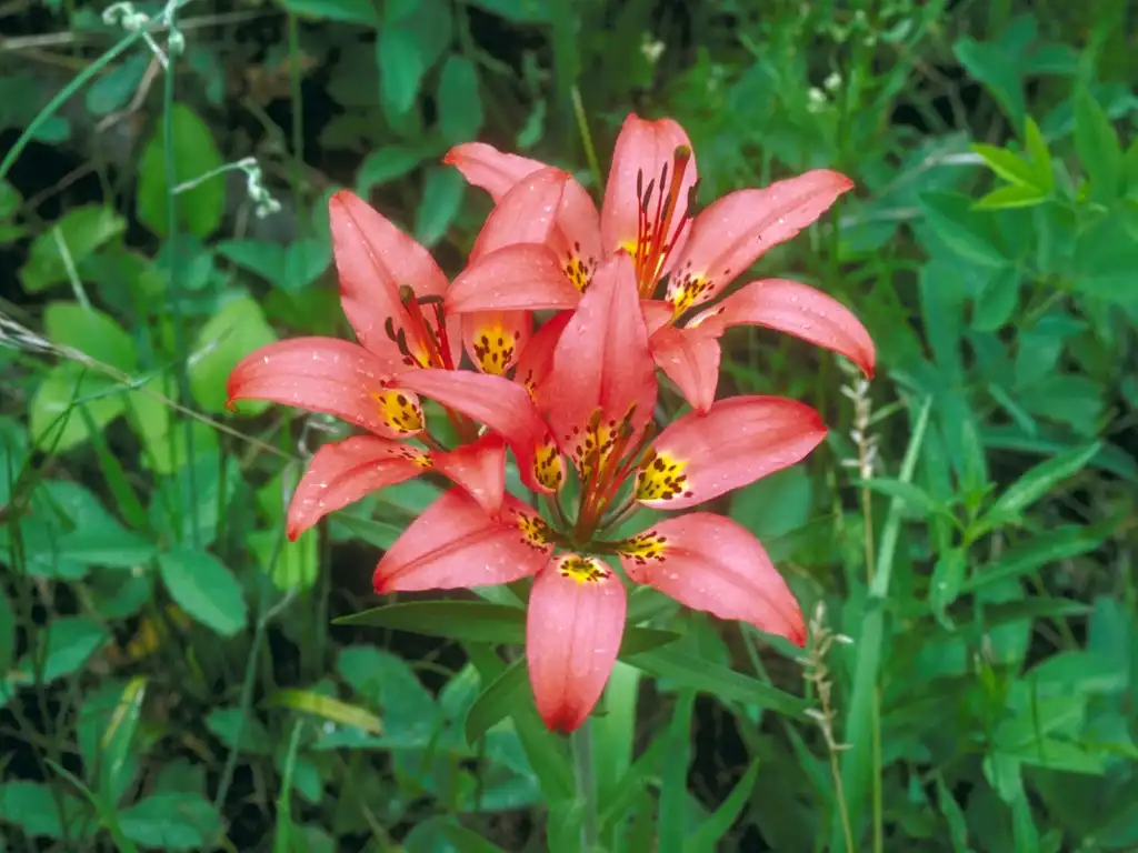 Photo of Lilium philadelphicum (Lilium philadelphicums)