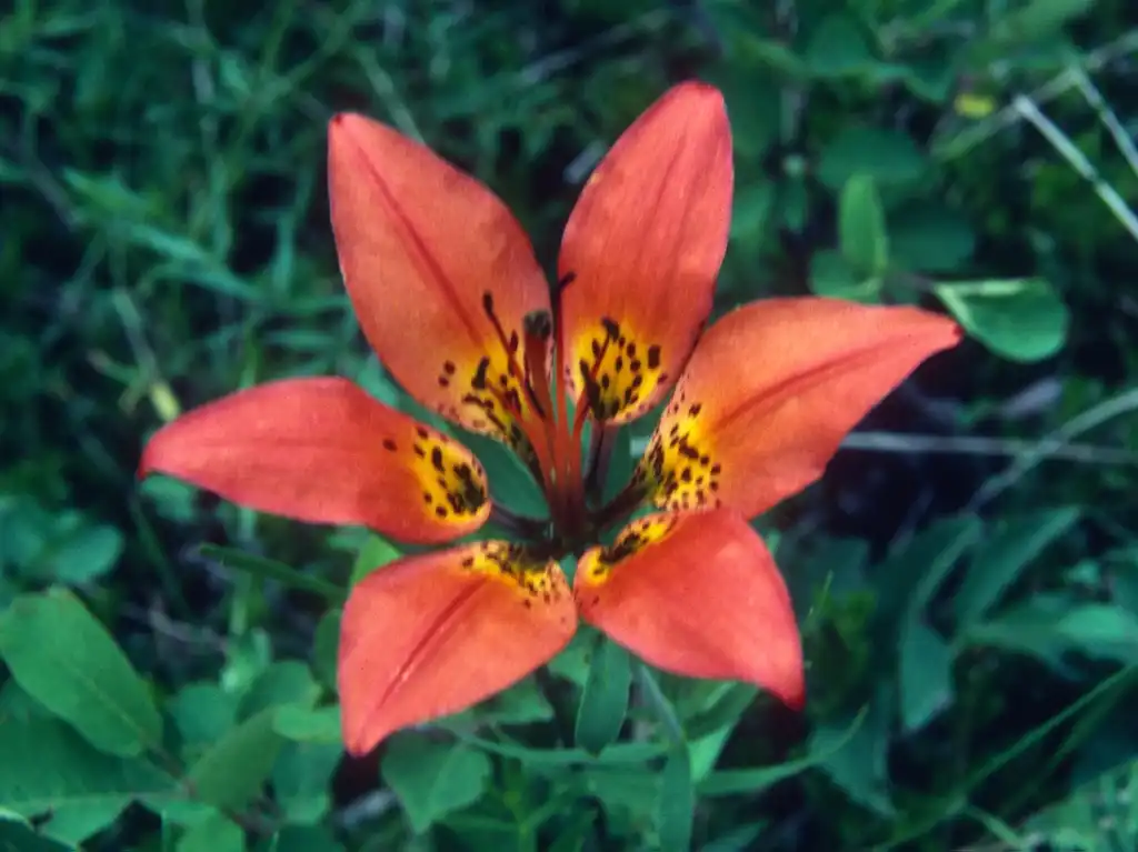 Photo of Lilium philadelphicum (Lilium philadelphicums)