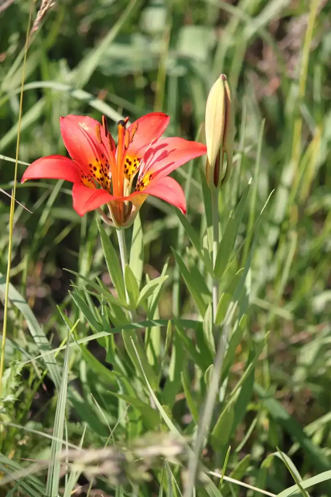 Photo of Lilium philadelphicum - Form:Tyler Christensen
