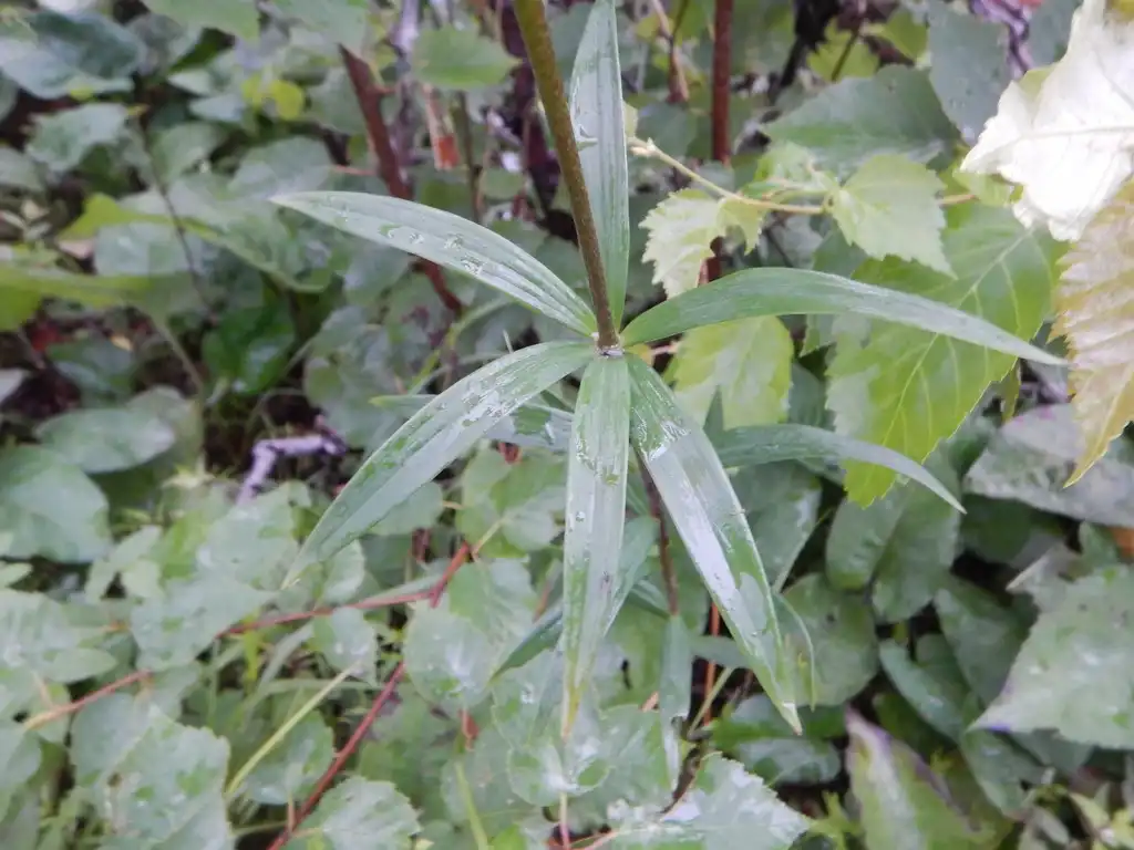 Photo of Lilium philadelphicum - Leaves:Joe Walewski