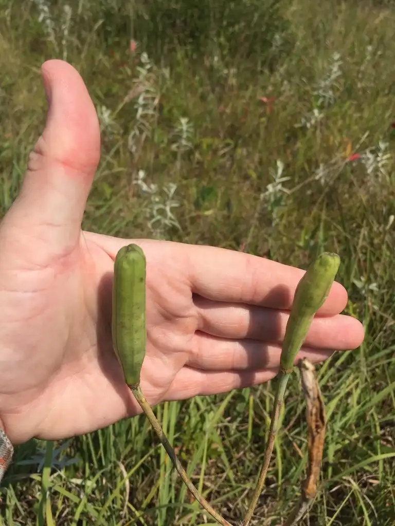 Photo of Lilium philadelphicum - Fruit:etvehe