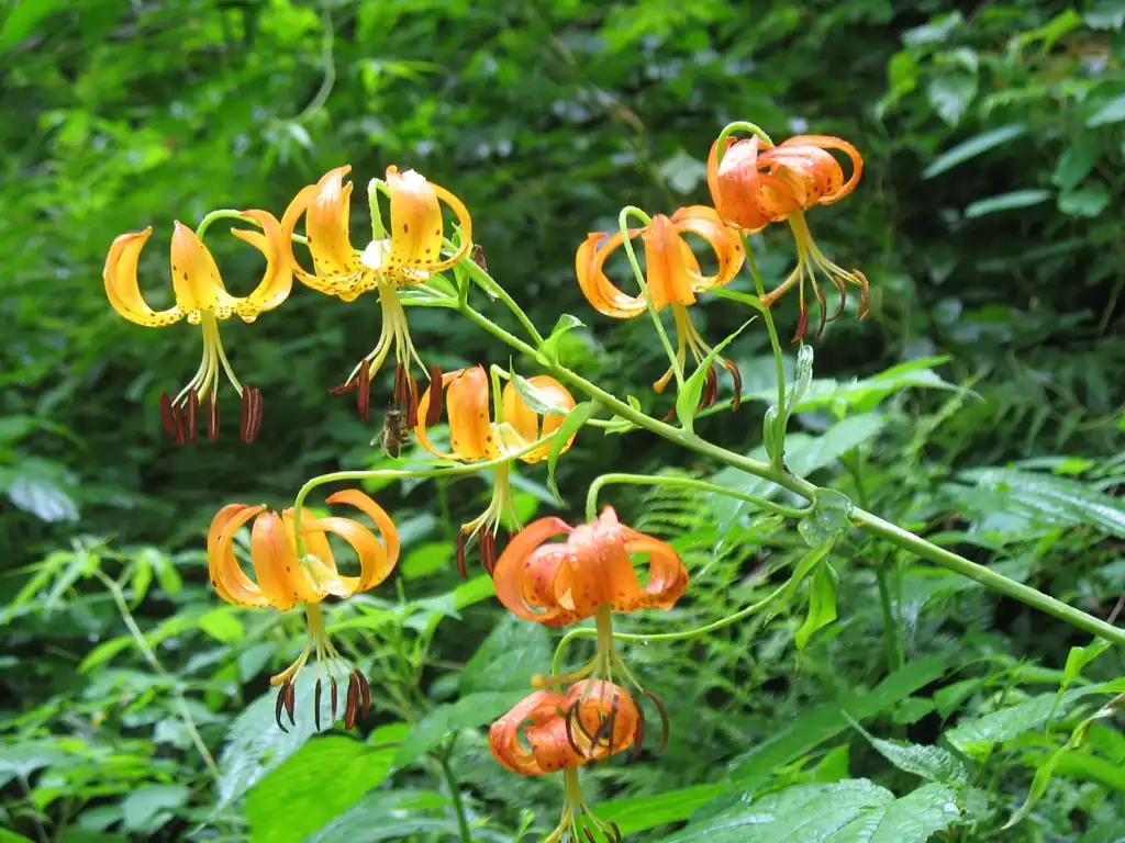 Photo of Lilium superbum (Lilium superbums)