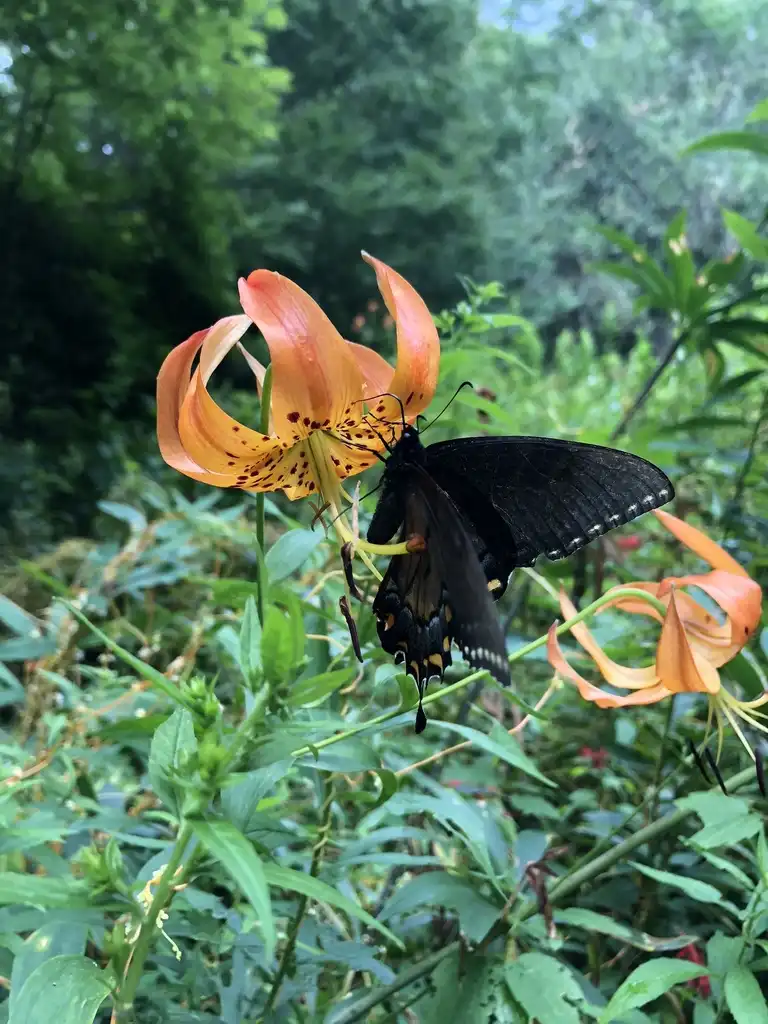 Photo of Lilium superbum (Lilium superbums)