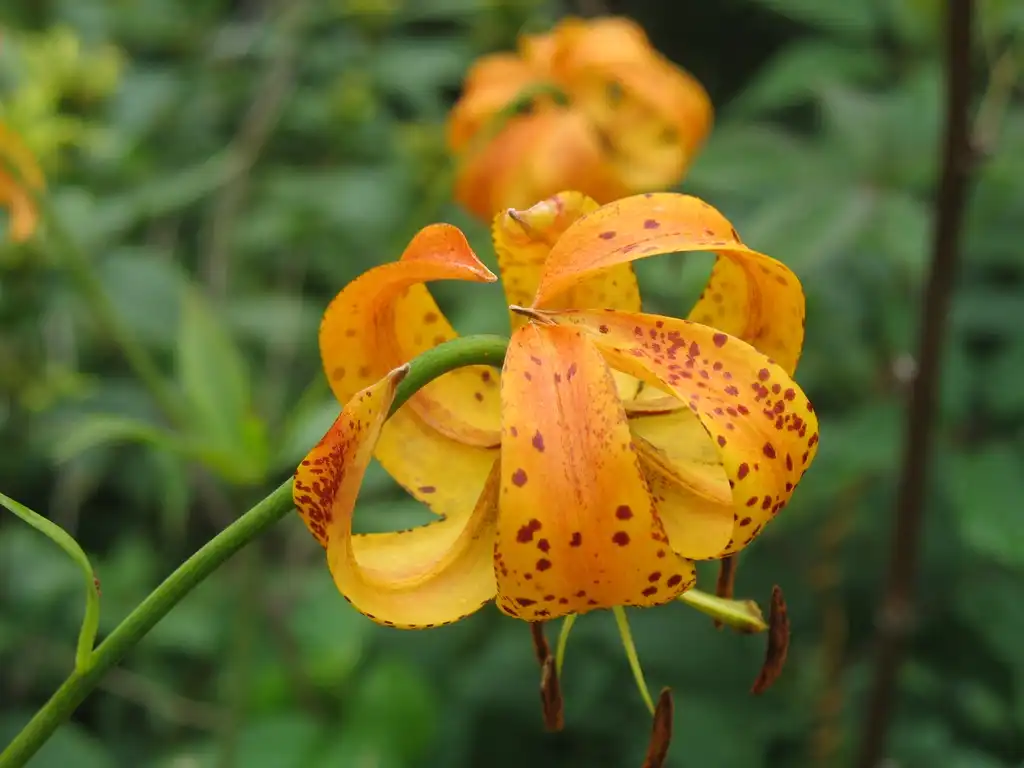 Photo of Lilium superbum - flower, Great Smoky Mts National Park:Stacy Hodes