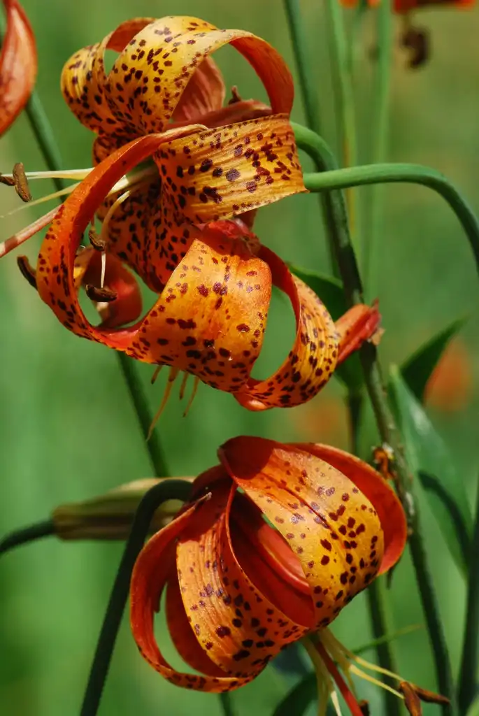 Photo of Lilium (Liliums)