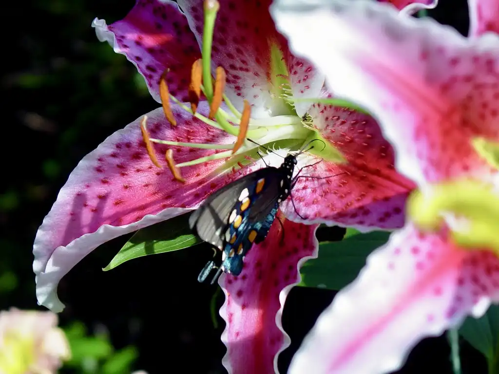 Photo of Lilium (Liliums)