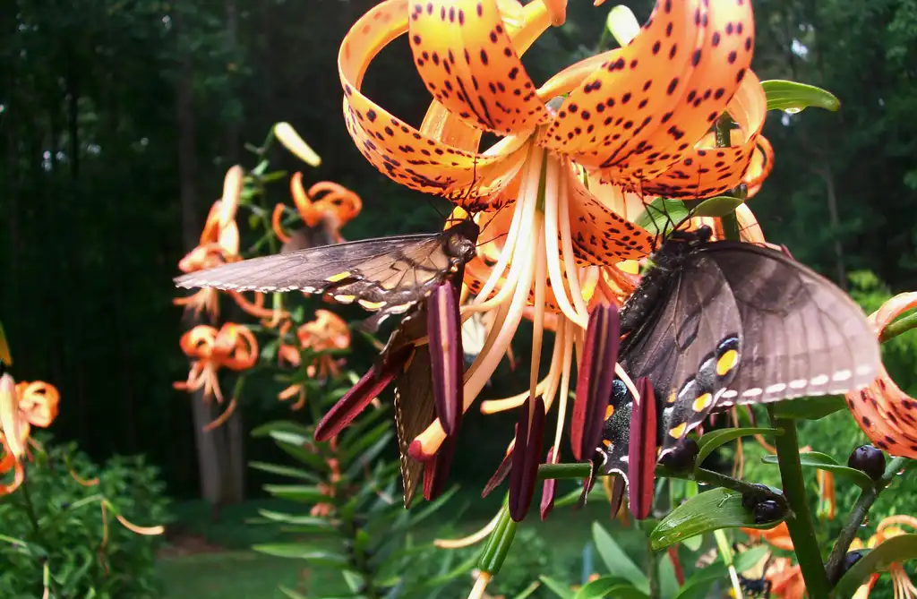 Photo of Lilium - bloom with butterflies, summer, Iredell County, NC:Eva Munday