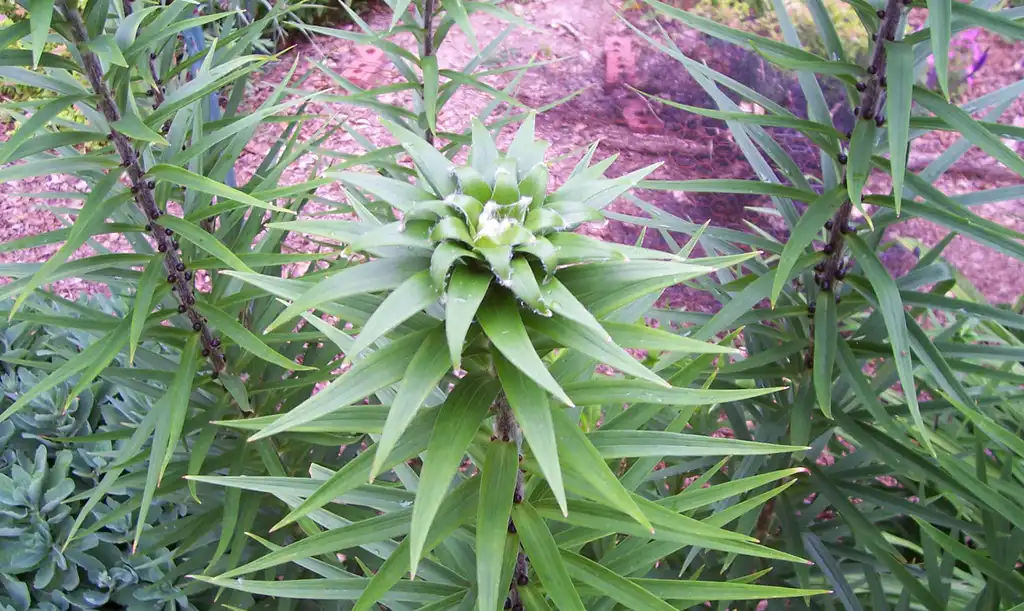 Photo of Lilium - top of flower stalk, summer, Iredell County, NC:Eva Munday