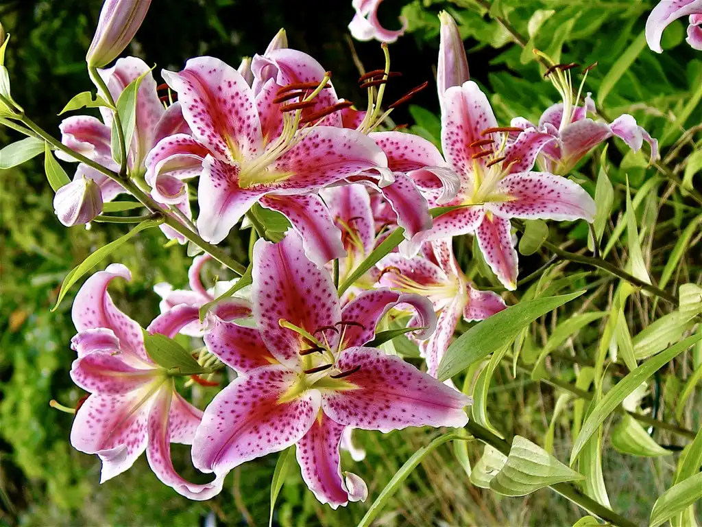 Photo of Lilium - Lilium 'Star Gazer' flowers:Jim Lawerence