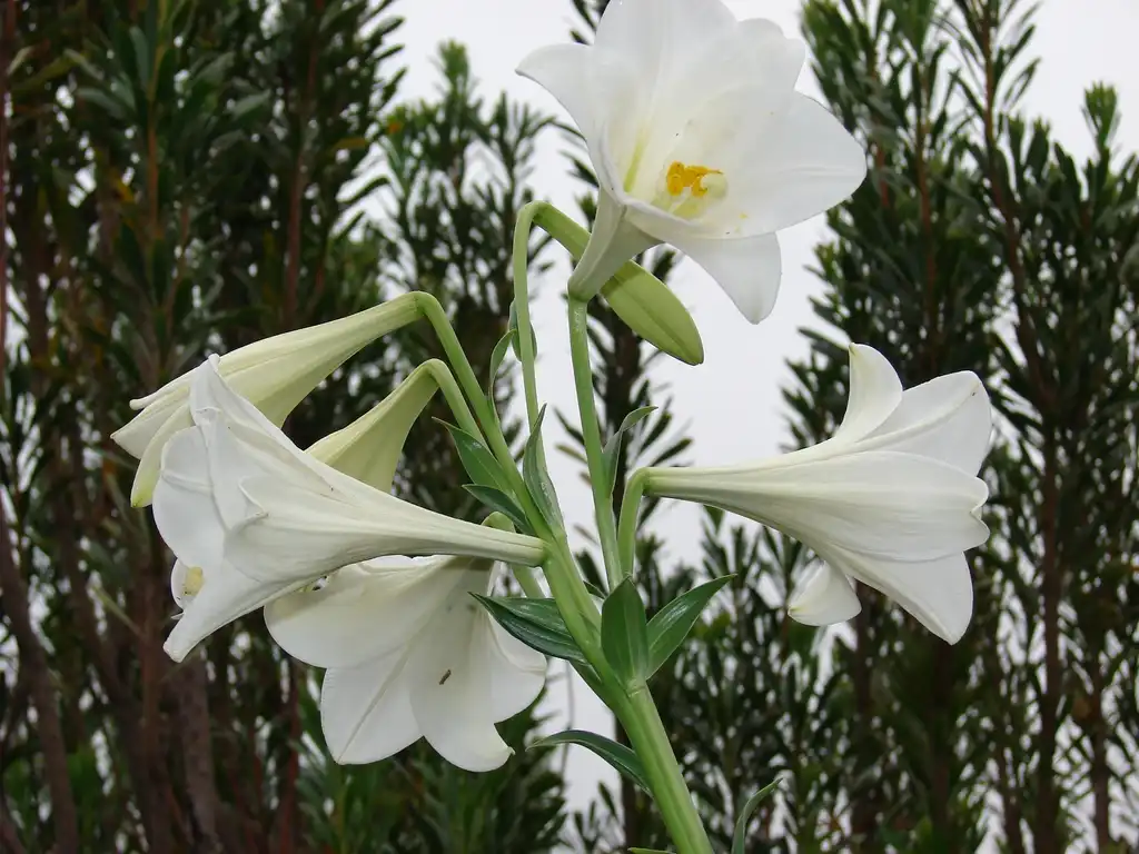 Photo of Lilium - Formosana hybrid, Easter lily.:Forest and Kim Starr