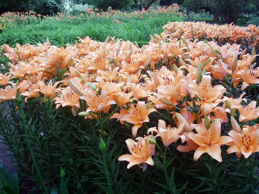 Photo of Lilium - Flower:Merce