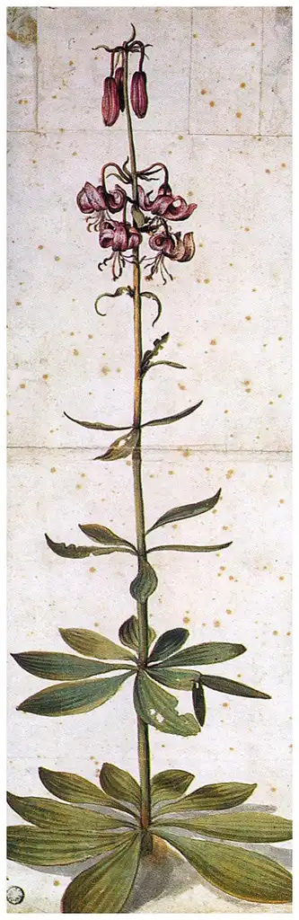 Photo of Lilium - Botanial Illustration:Durer Martagon