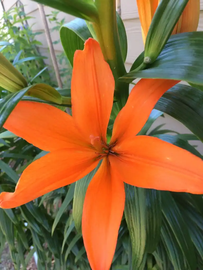 Photo of Lilium - flower, late spring, Durham County, NC:Carol Tierney