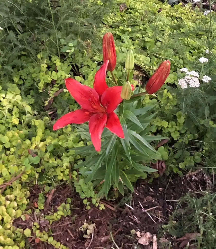 Photo of Lilium - form, Wake County, NC:Cathy Dewitt