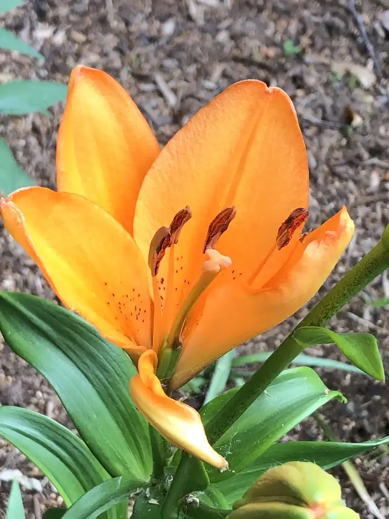 Photo of Lilium - L. bulbiferum form, Wake County, NC:Cathy Dewitt