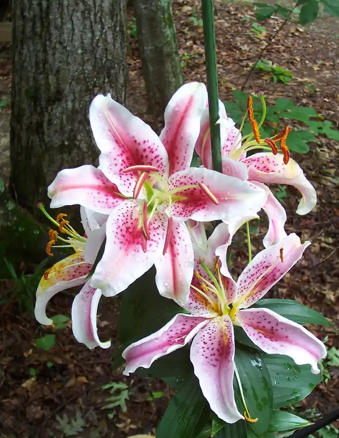 Photo of Lilium - 'Stargazer' bloom, spring, Iredell County, NC:Eva Munday