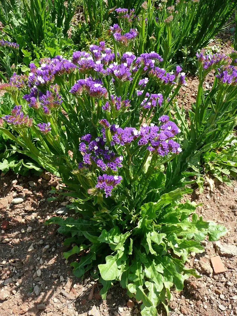Photo of Limonium sinuatum (Limonium sinuatums)