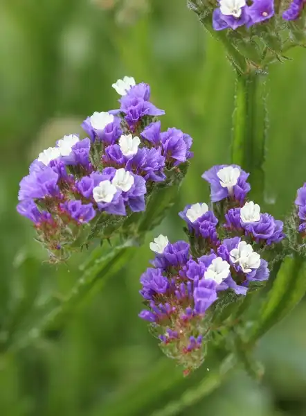 Photo of Limonium sinuatum (Limonium sinuatums)