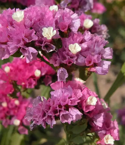 Photo of Limonium sinuatum - Flowers:Carl Lewis